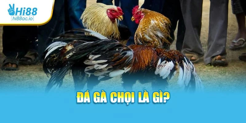 Đá gà chọi là gì