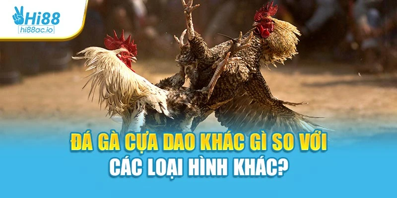Đá gà cựa dao khác gì so với các loại hình khác
