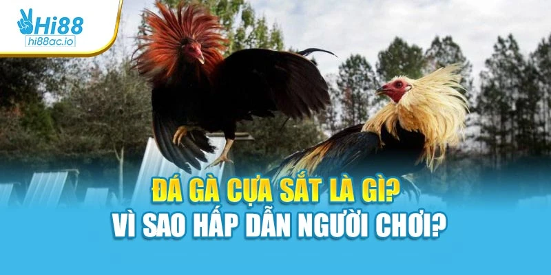 Đá gà cựa sắt là gì? Vì sao hấp dẫn người chơi?