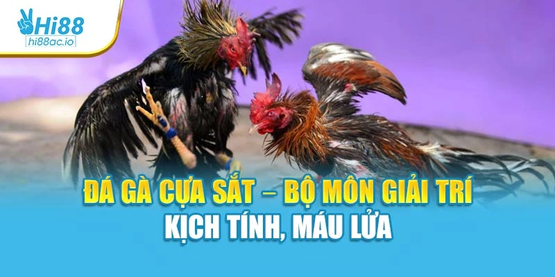 Đá Gà Cựa Sắt – Bộ Môn Giải Trí Kịch Tính, Máu Lửa