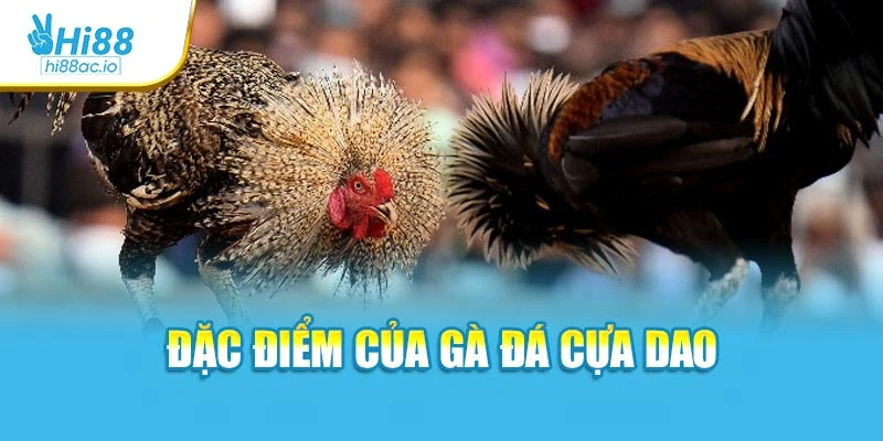 Đặc điểm của gà đá cựa dao