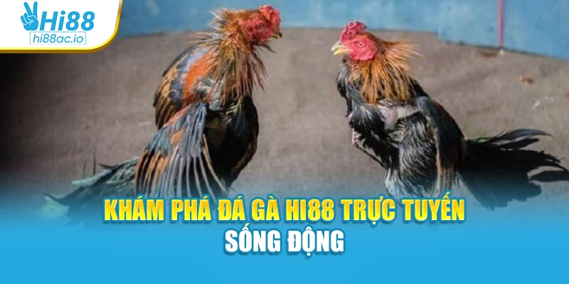 Khám phá đá gà Hi88 trực tuyến sống động
