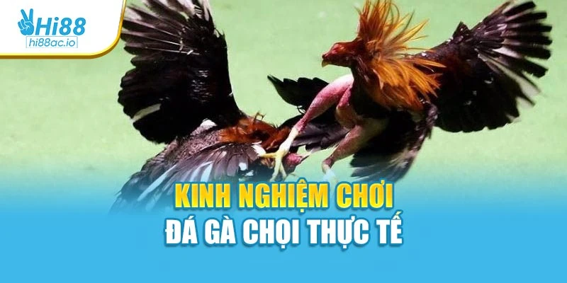 Kinh nghiệm chơi đá gà chọi thực tế