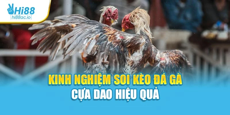 Kinh nghiệm soi kèo đá gà cựa dao hiệu quả