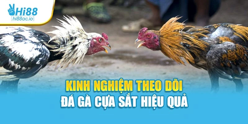 Kinh nghiệm theo dõi đá gà cựa sắt hiệu quả