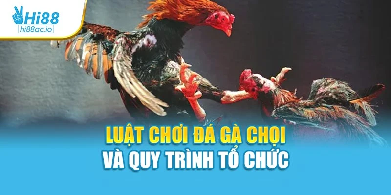Luật chơi đá gà chọi và quy trình tổ chức