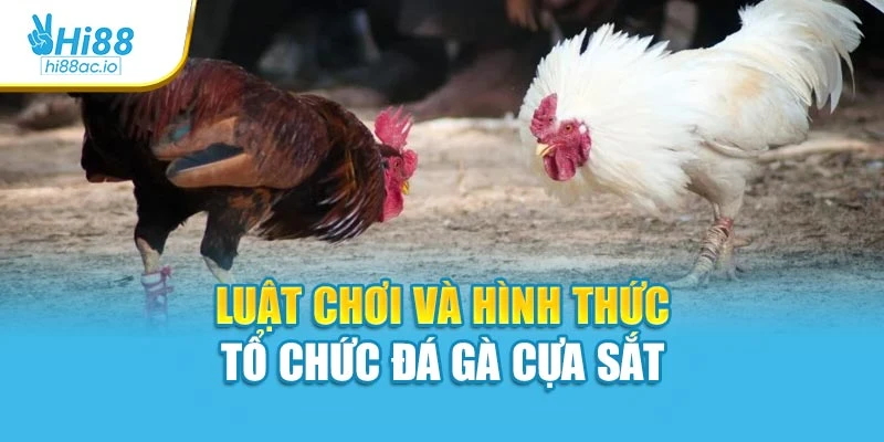 Luật chơi và hình thức tổ chức đá gà cựa sắt